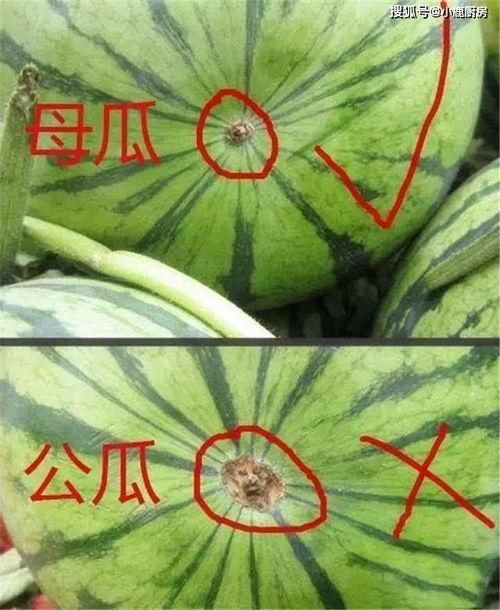 耳边吃瓜,揭秘娱乐圈的幕后故事