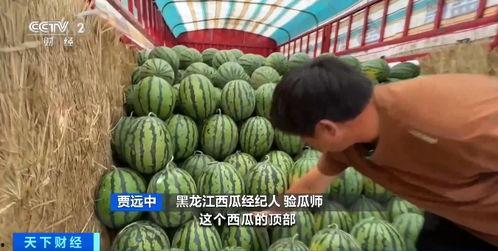 唐县教师吃瓜,揭秘校园里的“瓜田”趣闻