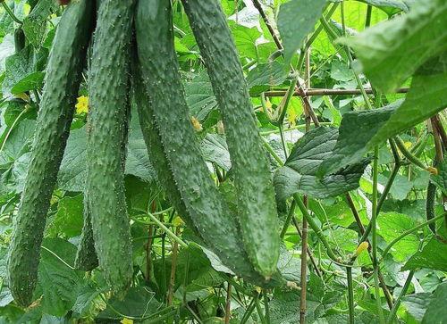 天天吃瓜在线,揭秘娱乐圈幕后故事