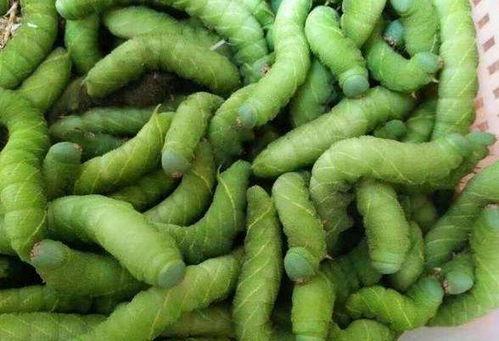 包谷虫吃瓜,一场生态奇观