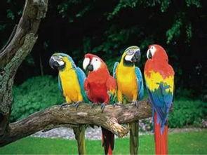 鹦鹉吵架周围吃瓜,吃瓜群众围观