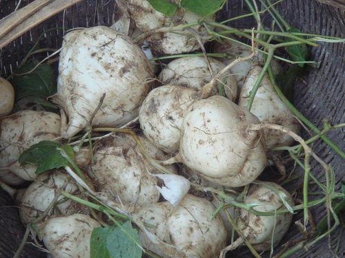 吃瓜达人怎么玩,轻松玩转瓜界风云