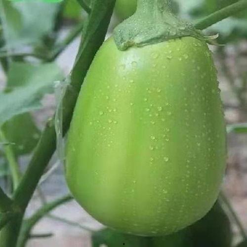 河南魏县吃瓜,探寻河南特色美食之旅