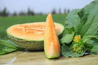 梦见买到蜜瓜吃,揭秘买到蜜瓜吃的神秘寓意