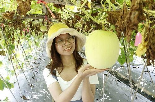 小暑吃瓜什么意义,传统食俗中的养生智慧