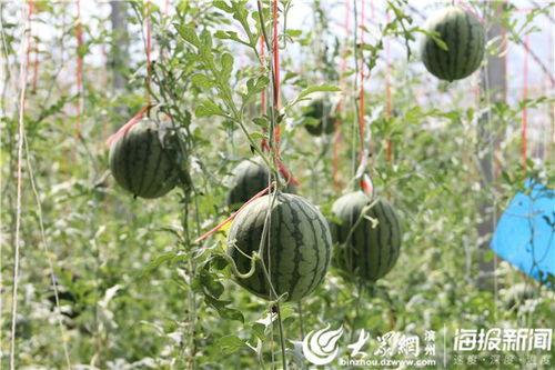 安埠吃瓜视频,揭秘娱乐圈幕后故事