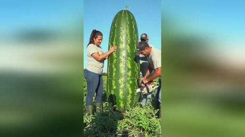 哪里吃大瓜,哪里吃大瓜最火爆？