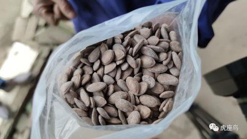 墨城吃瓜,揭秘吃瓜群众的狂欢盛宴